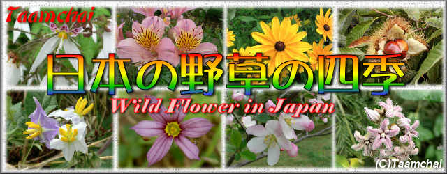 Picture Book of Flower 日本の野草の四季