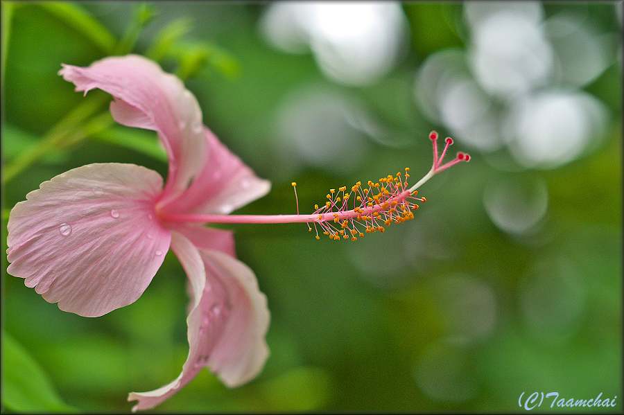 Hibiscus