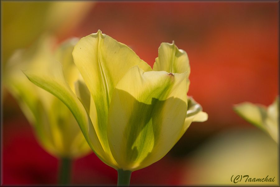 Tulip