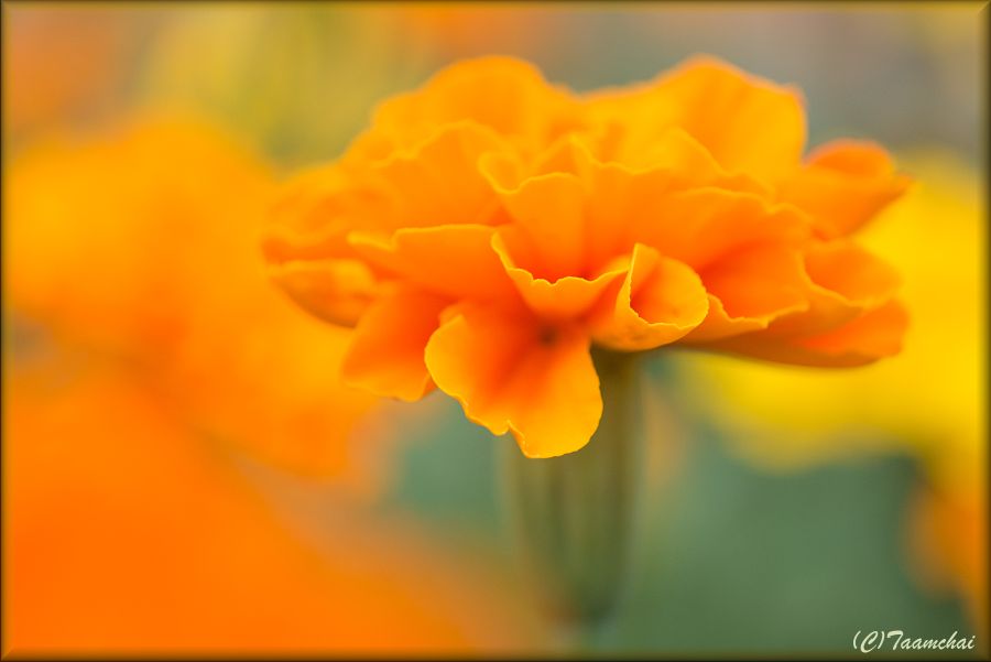 Marigold