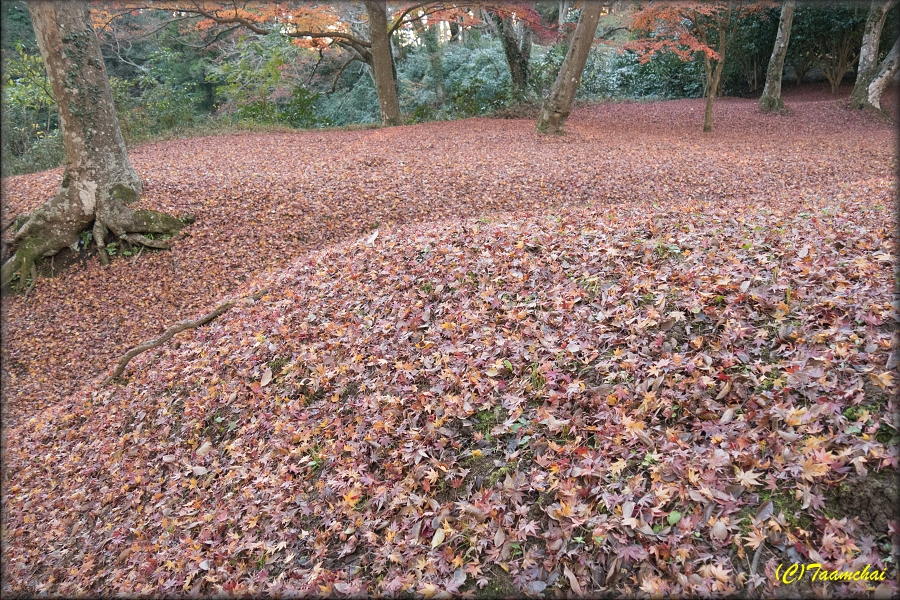 Iroha-Momiji