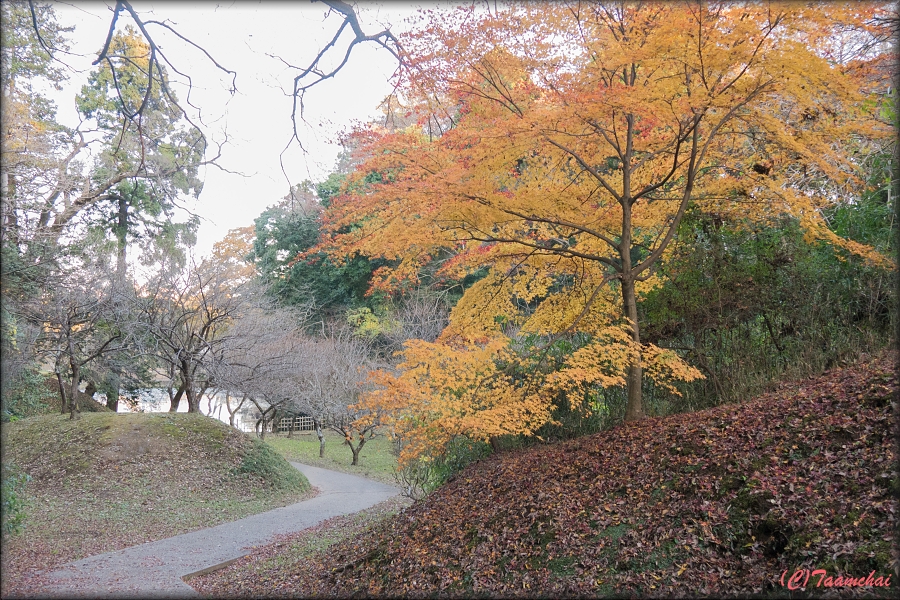 Iroha-Momiji