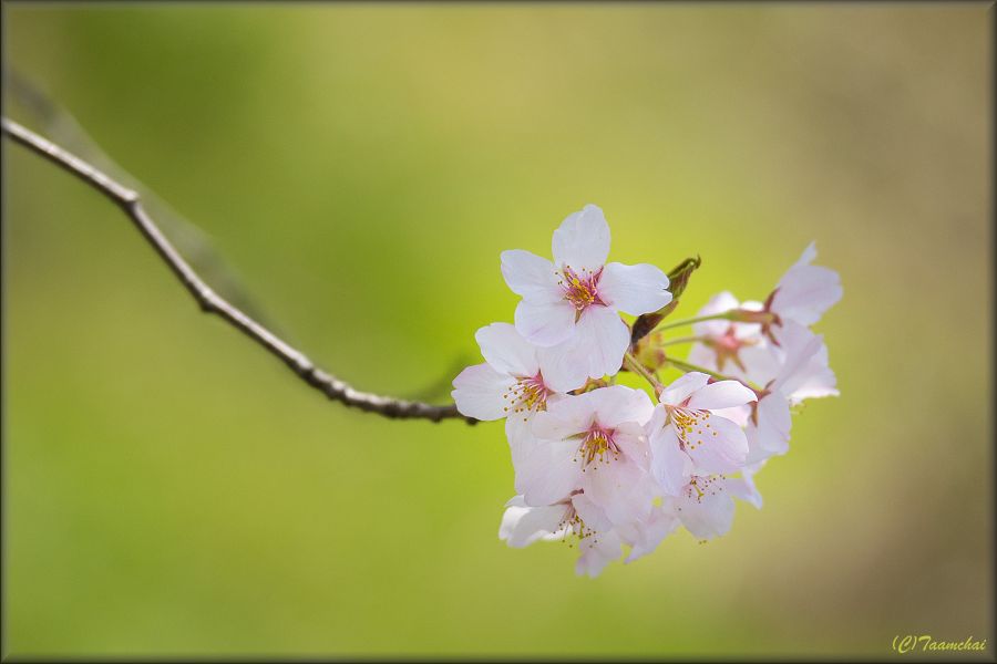 Sakura