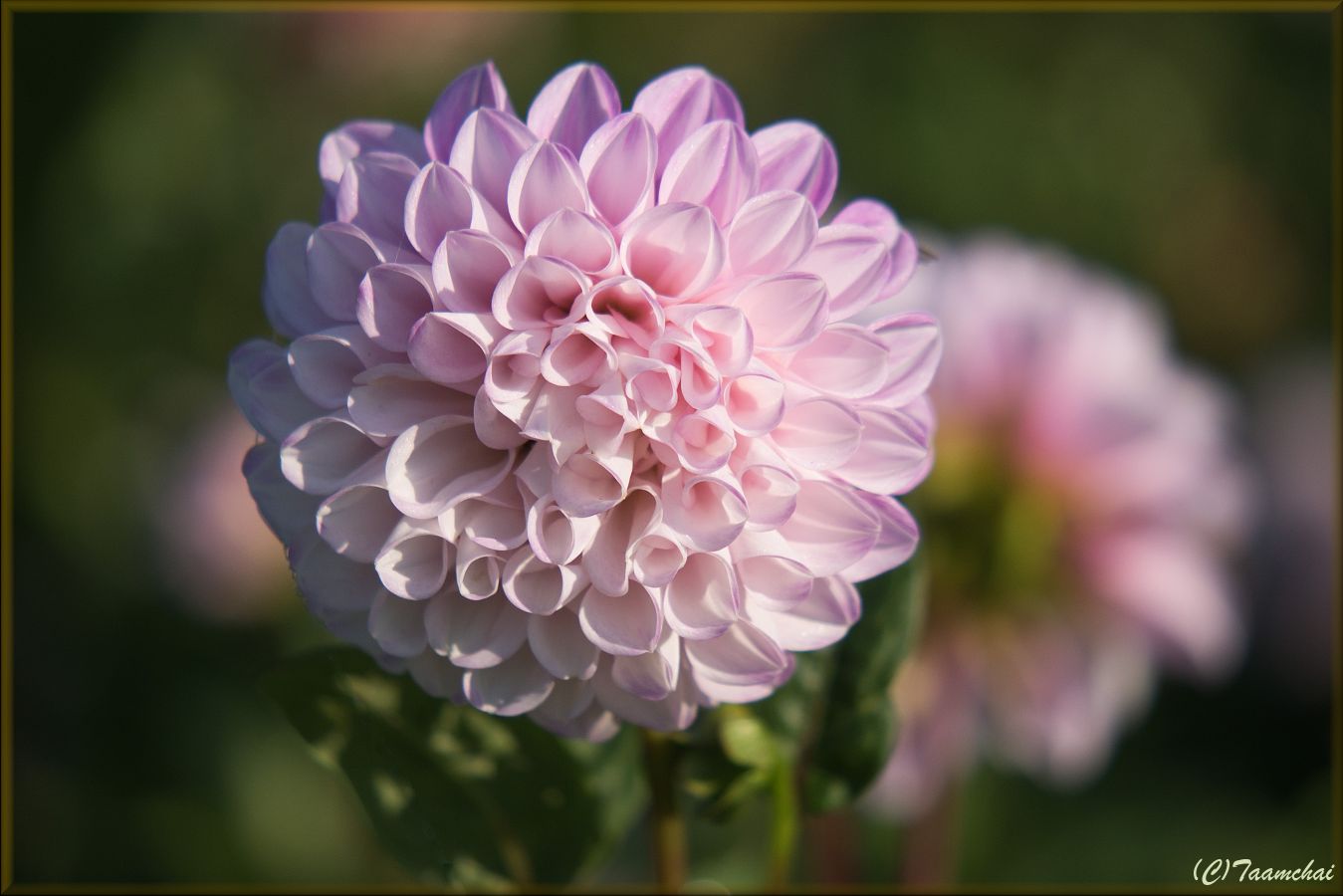 Dahlia