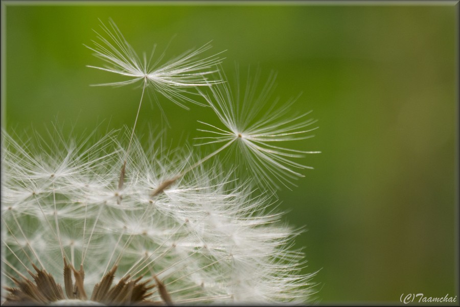 Tanpopo