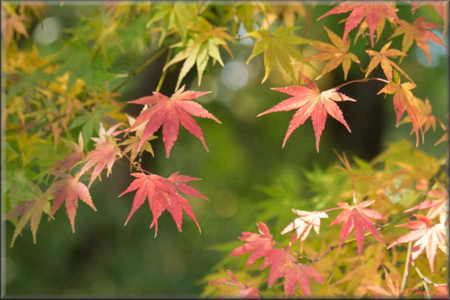 Momiji