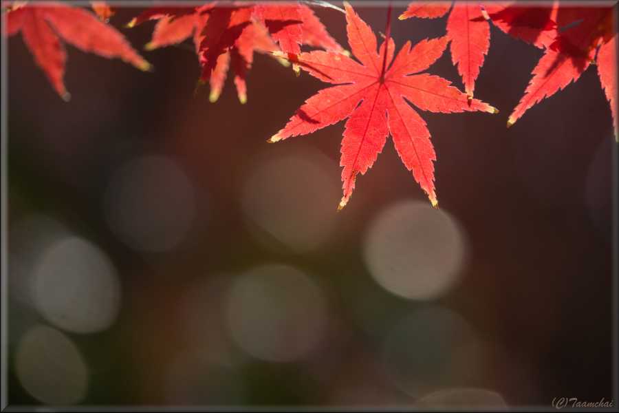 Momiji