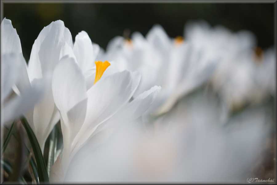 Crocus