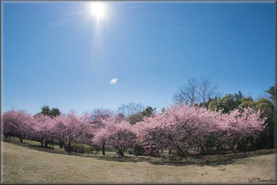 Kawazu-Zakura