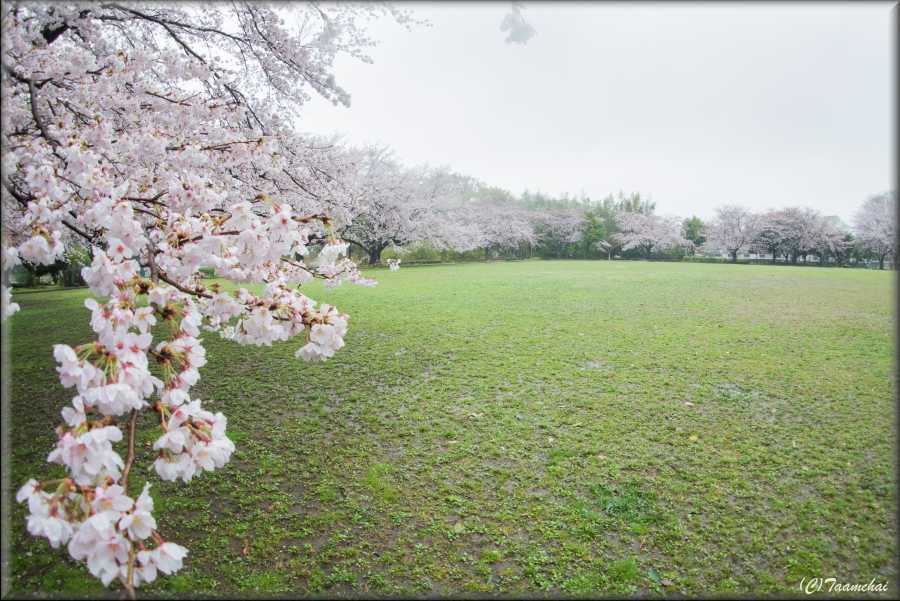 Sakura