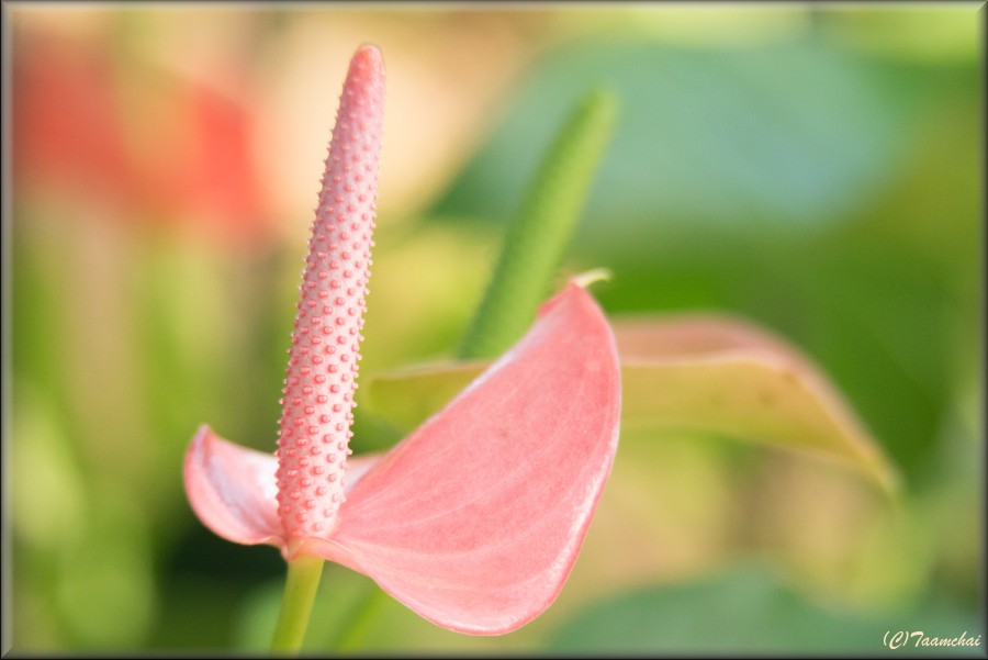 Anthurium