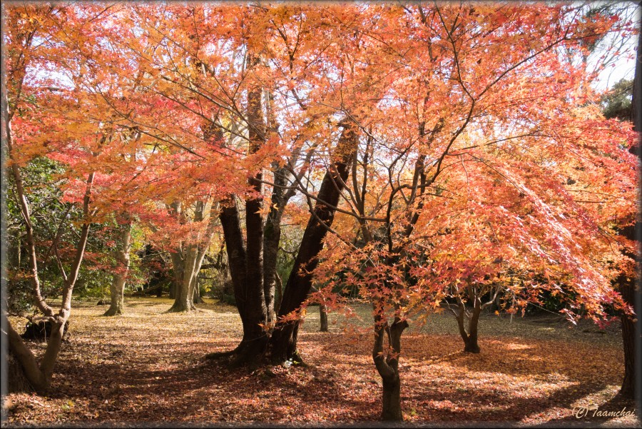 Momiji