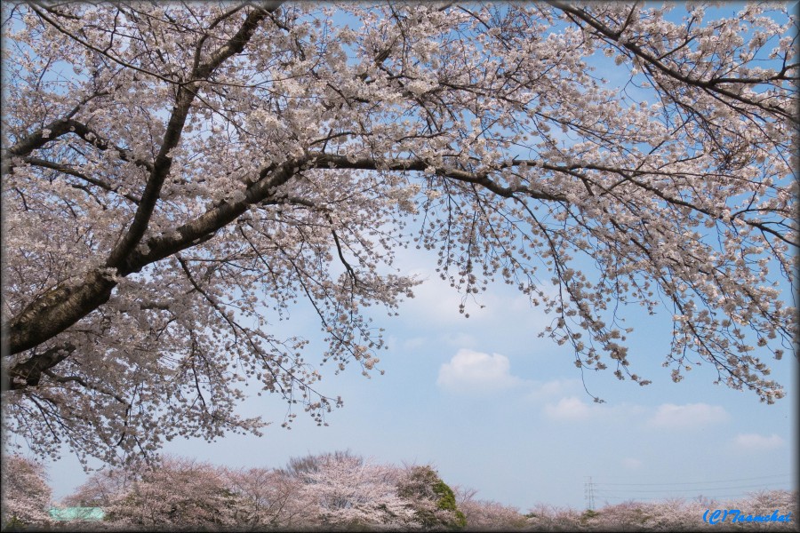 Sakura