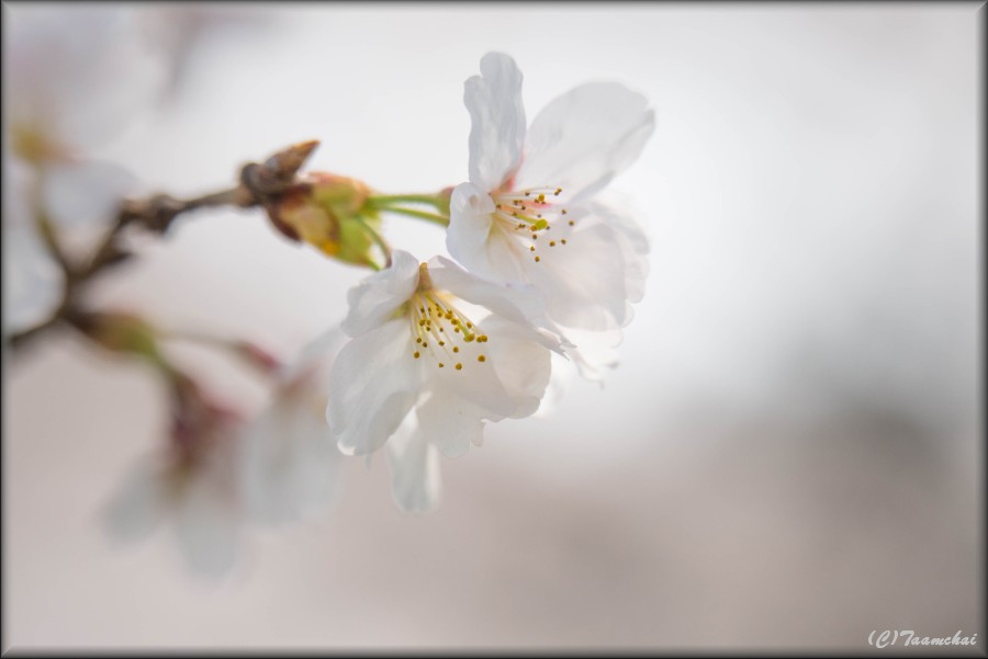 Sakura