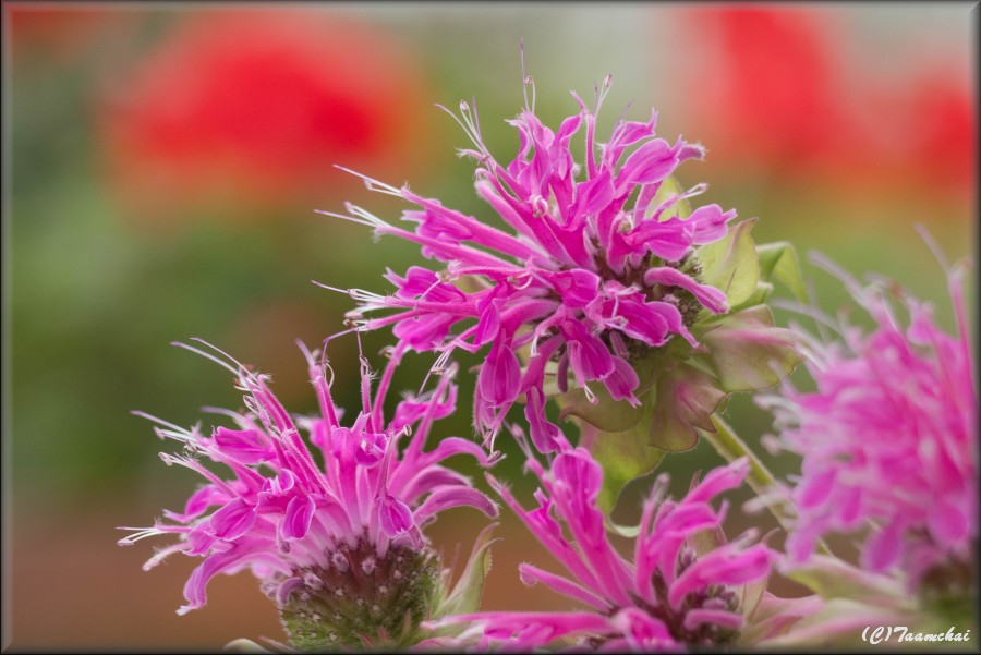 Monarda