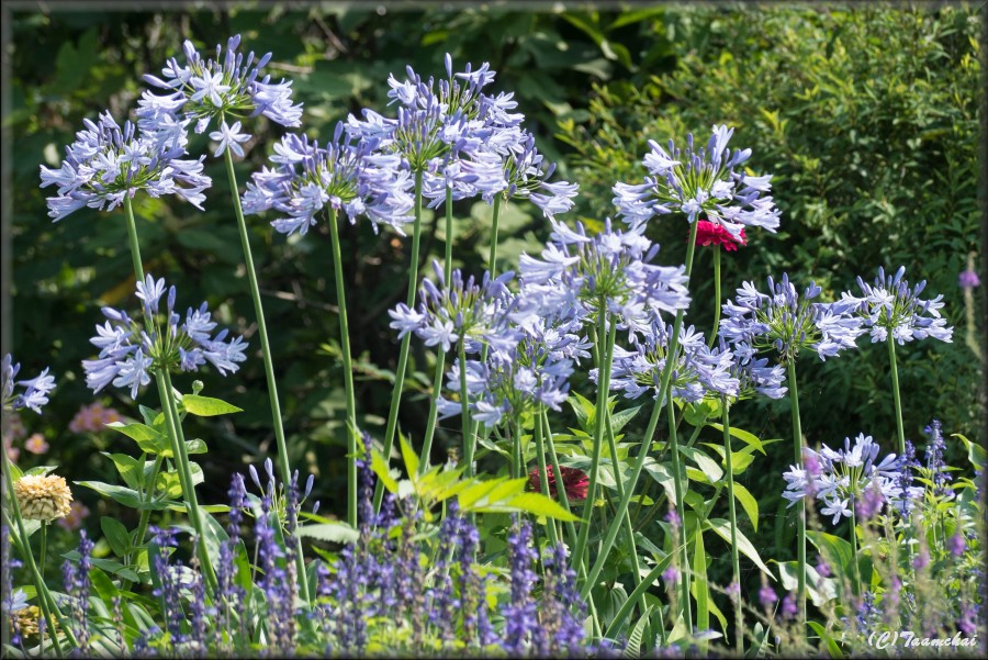 Agapanthus