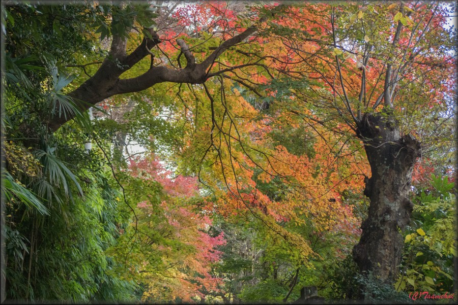 Momiji