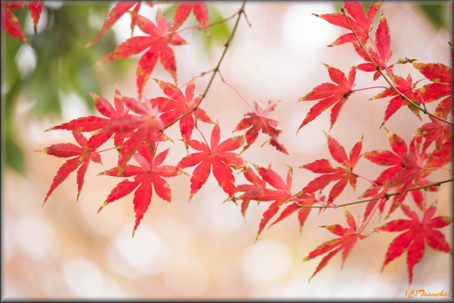 Momiji