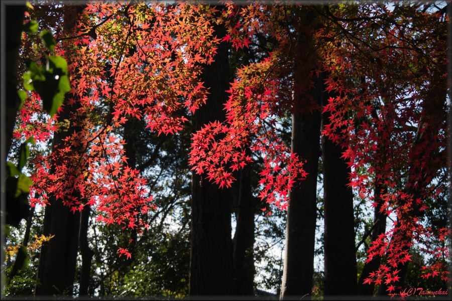 Momiji