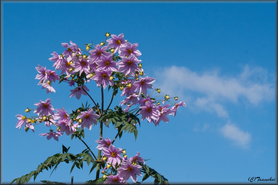 Tree Dahlia