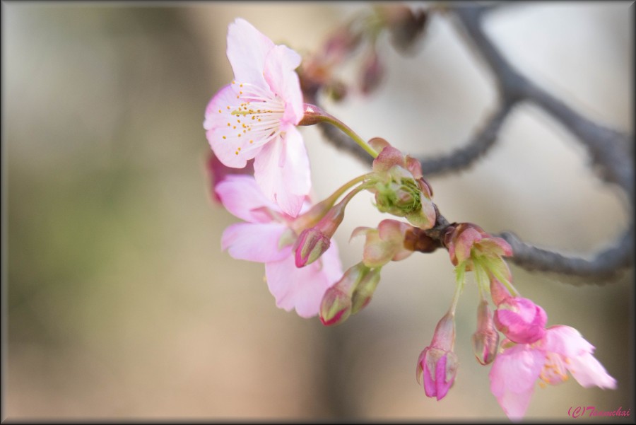 Kawazu-Zakura