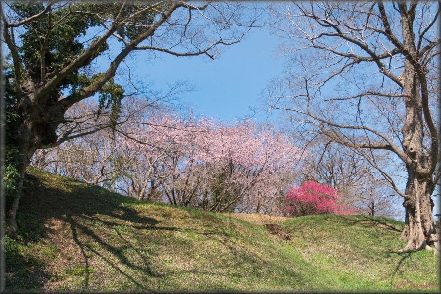 Kanhi-Zakura,Ookan-Zakura