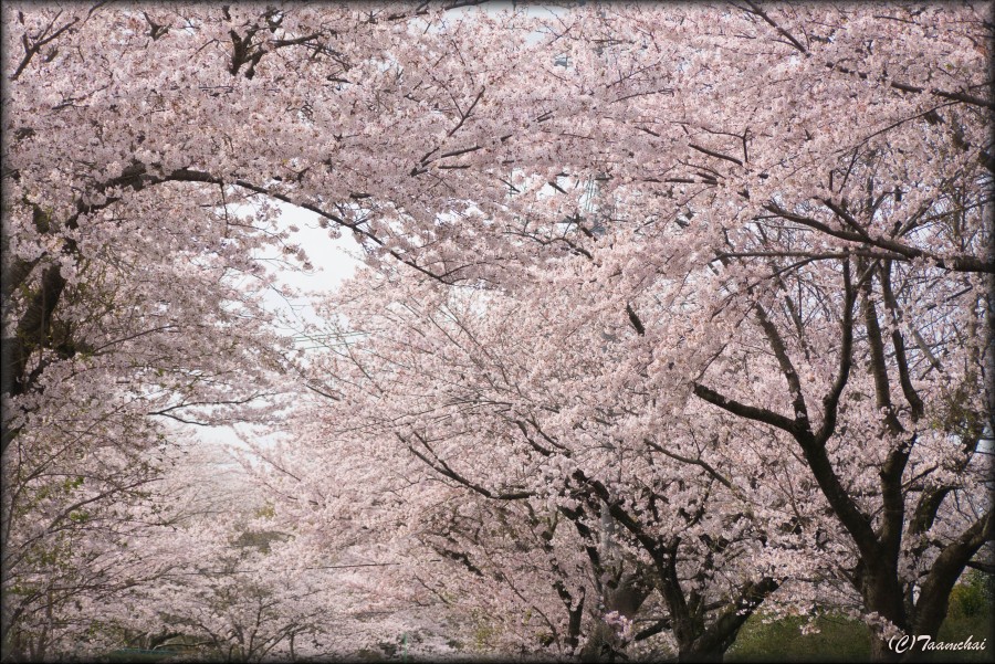 Sakura