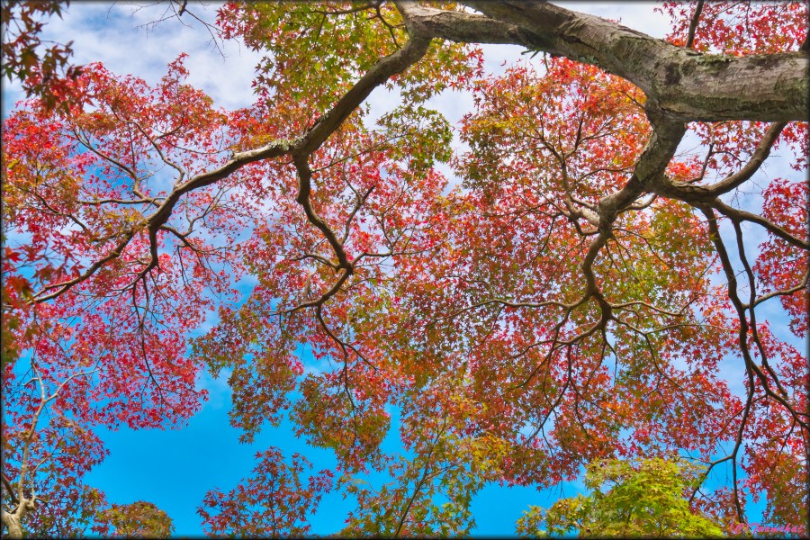 Momiji