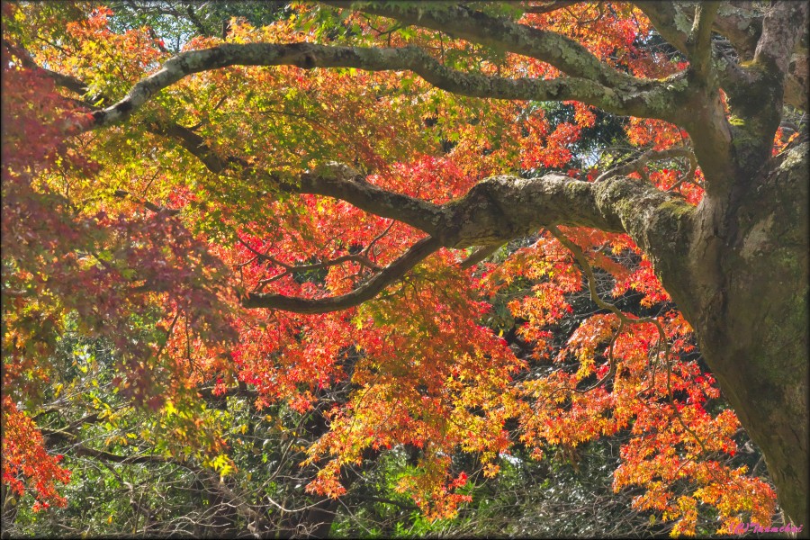 Momiji