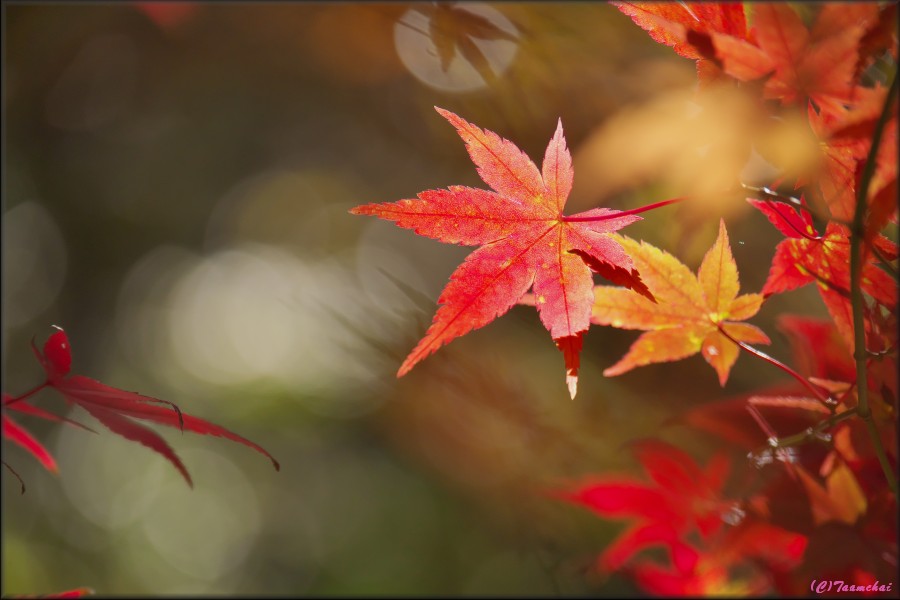 Momiji