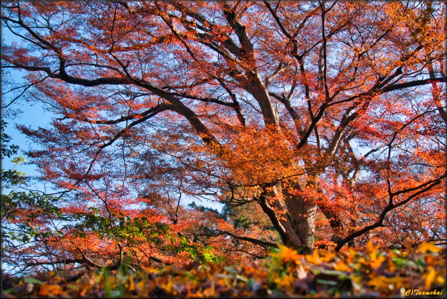 Momiji