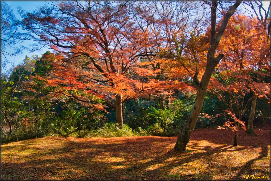 Momiji