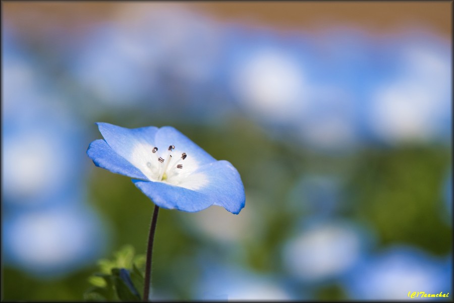 Nemophila