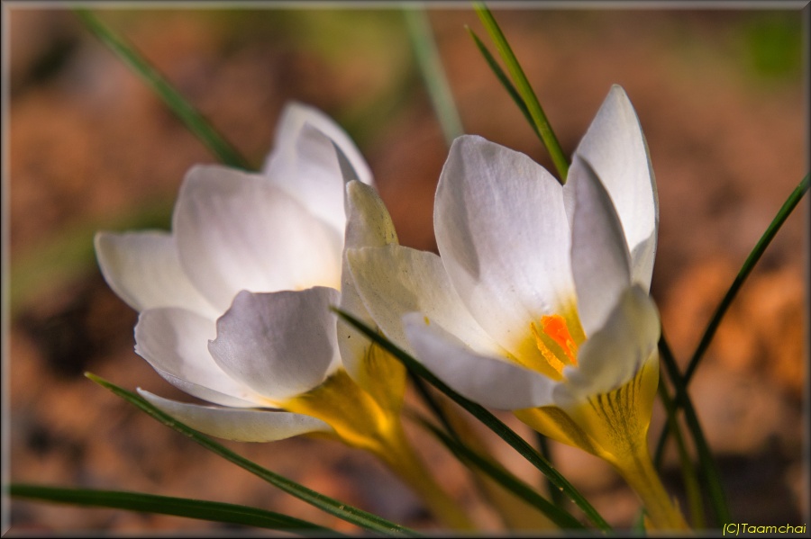 Crocus